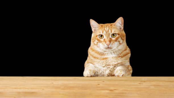 姜猫坐在一张空木桌前，背景是黑色。Copyspace。图片下载