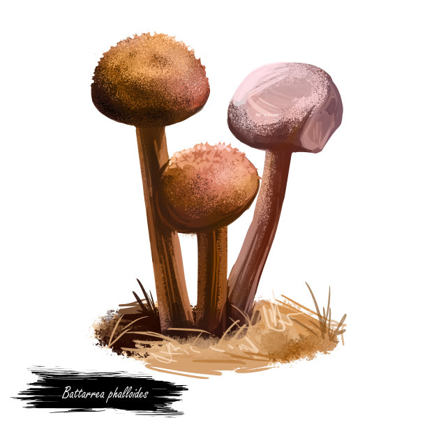 巴塔瑞亚phalloides，鳞片或沙漠茎泡芙球，沙质高杆蘑菇数字艺术插图。牛肝菌有纤细和蓬松或鳞片茎。蘑菇生长季节，植物生长在森林中图片下载