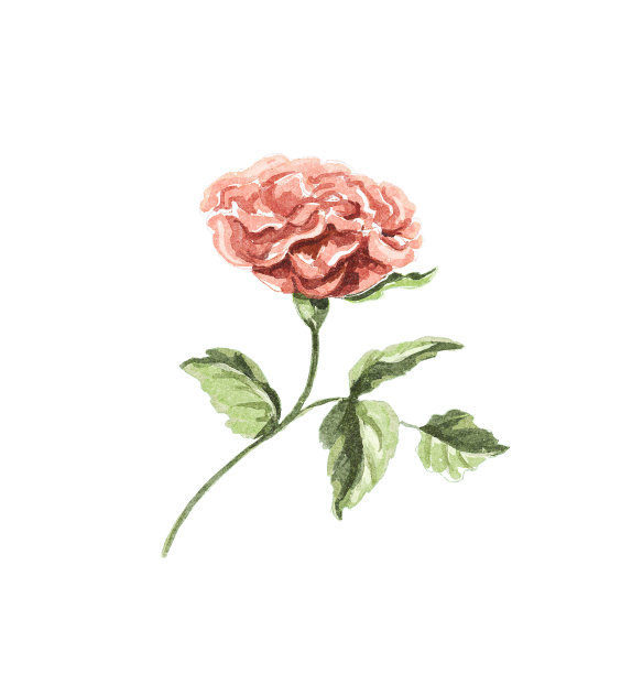 水彩复古卡通单红玫瑰图片下载