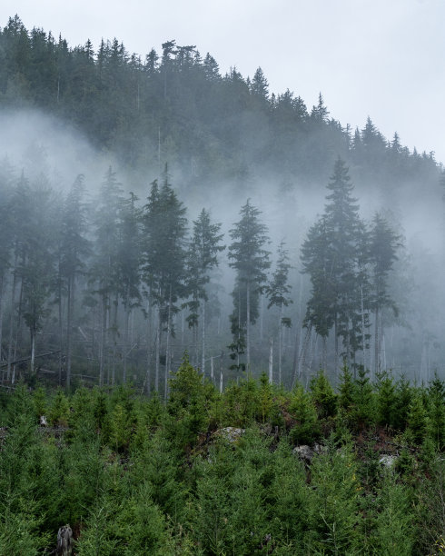 温哥华岛伐木作业图片下载