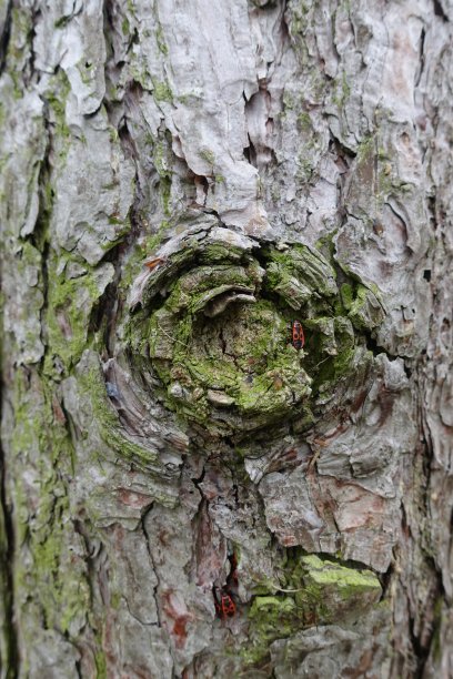 树干结在木树皮，落叶树图片下载