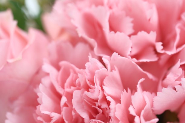 特写粉色康乃馨，粉色自然背景图片下载