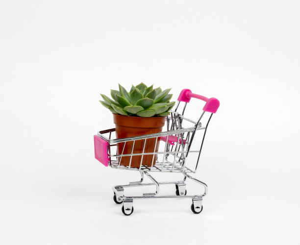 白色背景的购物车里多汁的盆栽。图片下载