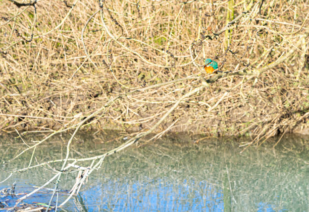 单翠鸟水位眼线视图栖息在河流的分支与浓密的树叶在背景图片下载