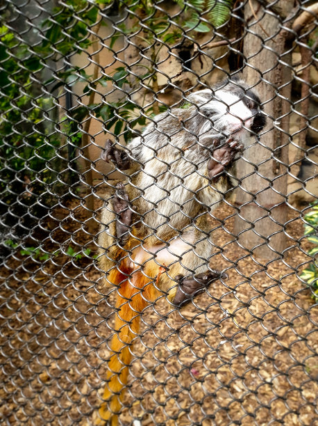 小猕猴攀爬和坐在动物园笼子的金属栅栏上的特写照片图片下载