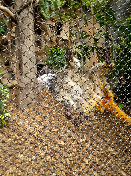 小猴子爬在动物园鸟舍的金属栅栏上的特写照片图片下载