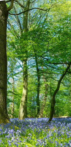 阳光透过树枝在绿色和蓝色钟地毯上创造图案的蓝铃草树林图片下载