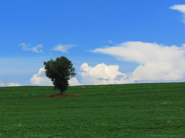 健康的绿色大豆种植园附近的一棵树与清澈的蓝天图片下载