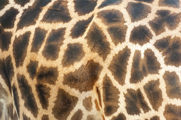 长颈鹿动物的皮肤纹理。图片下载