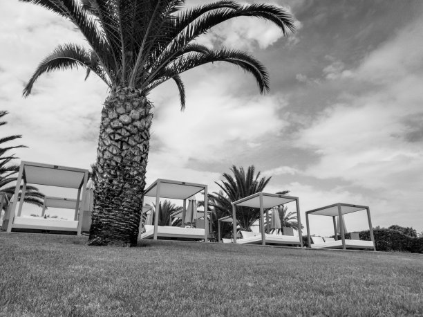 黑白照片的木制太阳床与顶棚在草地上的大棕榈树下图片下载