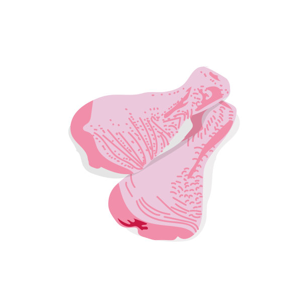 新鲜生鸡腿肉部分图片下载