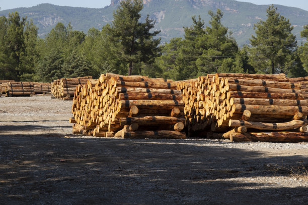 在当地的一个乡村木材厂，成排的原木等待加工，制成建筑用的木材。图片下载