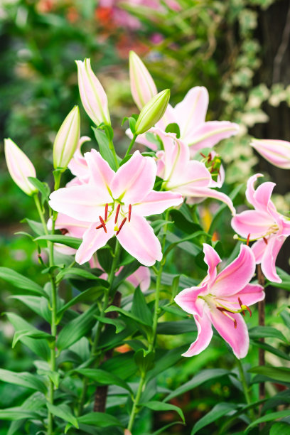 花园里的一群粉红色的百合图片下载