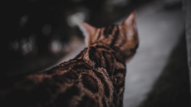 孟加拉猫图片下载