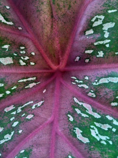 大象的耳朵图片下载