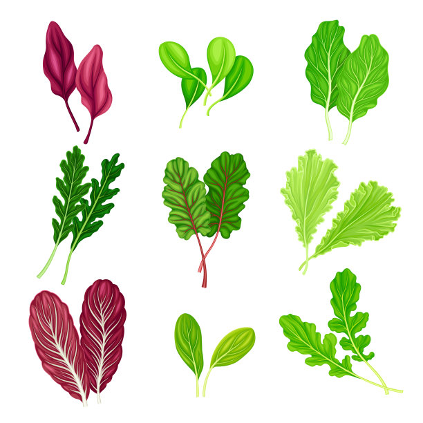 菜叶配芝麻菜沙拉和菠菜图片下载