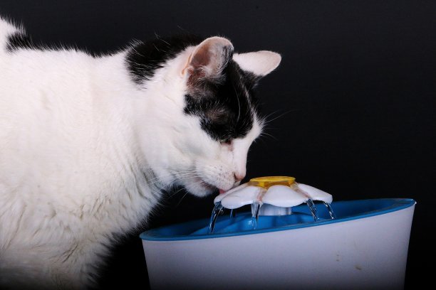 一只黑白相间的猫正在一个黑色背景前喝水图片下载