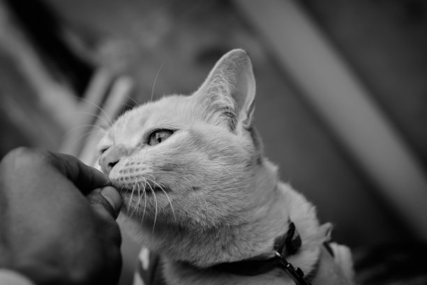 聚焦短毛猫的黑白情绪图片下载