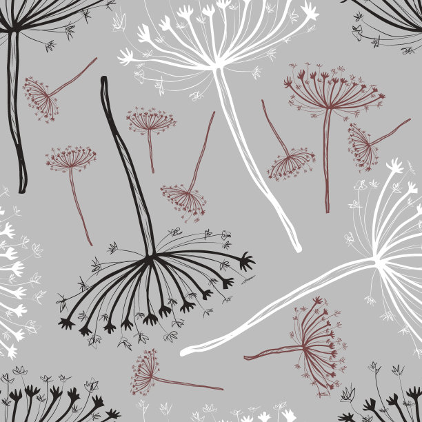 黑色，白色和棕色的莳萝花序在灰色的背景上。图片下载