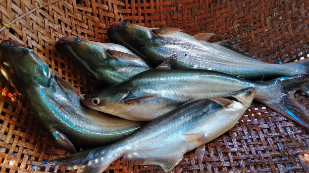 鲶鱼。图片下载