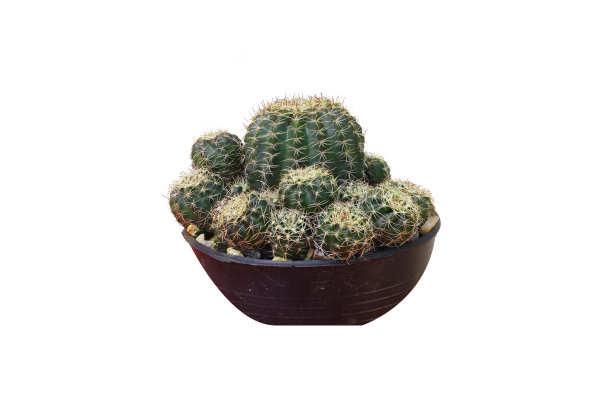 白色背景上带复制空间、含修剪路径的粘土盆栽仙人掌。带刺和花的仙人掌图片下载