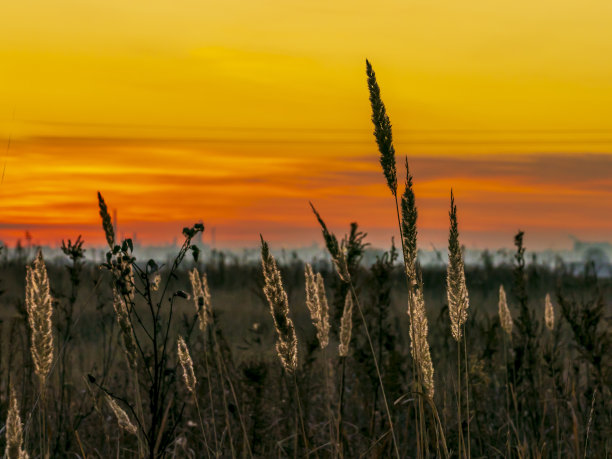 初秋的清晨，田野里的禾苗上有干枯的穗子图片下载