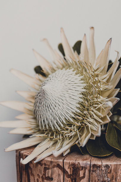 白王山龙眼图片下载