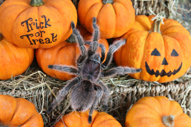 近距离拍摄的热带狼蛛爬行在柳条架上的橙色葫芦覆盖在干草上，聚焦前景图片下载