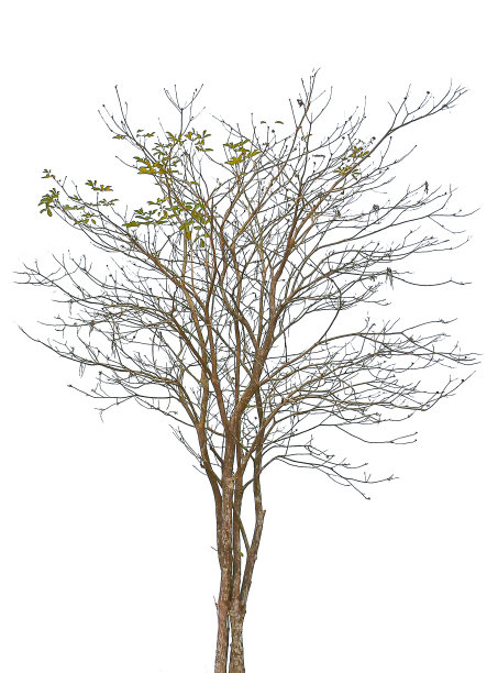 没有叶子的树孤立在白色图片下载
