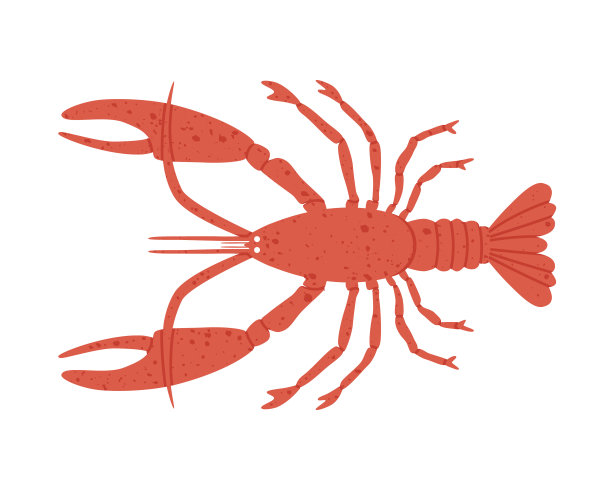 矢量插图的龙虾。手绘插图在平面风格。图片下载