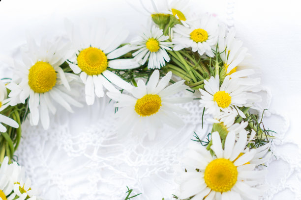 花环的洋甘菊花在白色钩针餐巾和白色的背景图片下载