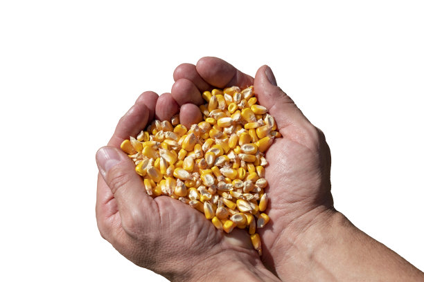 几颗收获的玉米心形堆在白色的背景上。图片下载