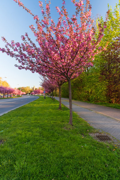 捷克Karvina市盛开的樱花树巷图片下载