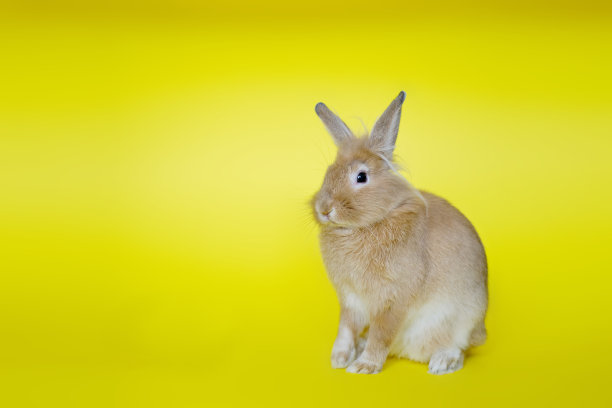 可爱的兔子从侧面看在一个黄色的背景。V2图片下载
