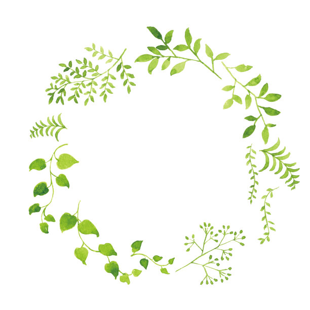 绿色的离开水彩在白色的背景图片下载