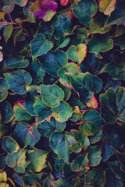 大自然中五彩缤纷的植物叶子图片下载