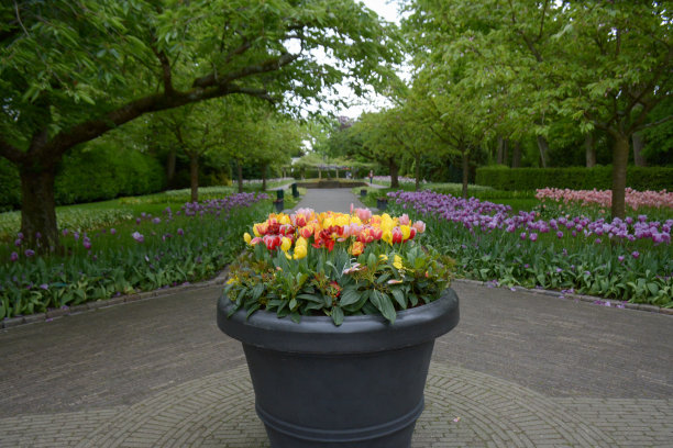 花盆里五颜六色的郁金香图片下载