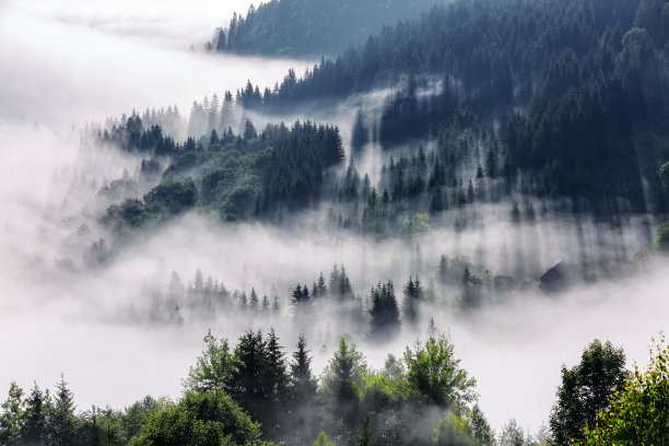 神奇的雾蒙蒙的早晨。有高山的景观。松树林。清晨的薄雾。旅游的地方。自然风光。夏天的一天。喀尔巴阡公园的一个放松的地方。图片下载
