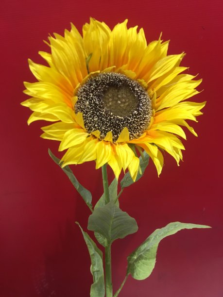 向日葵为红色图片下载