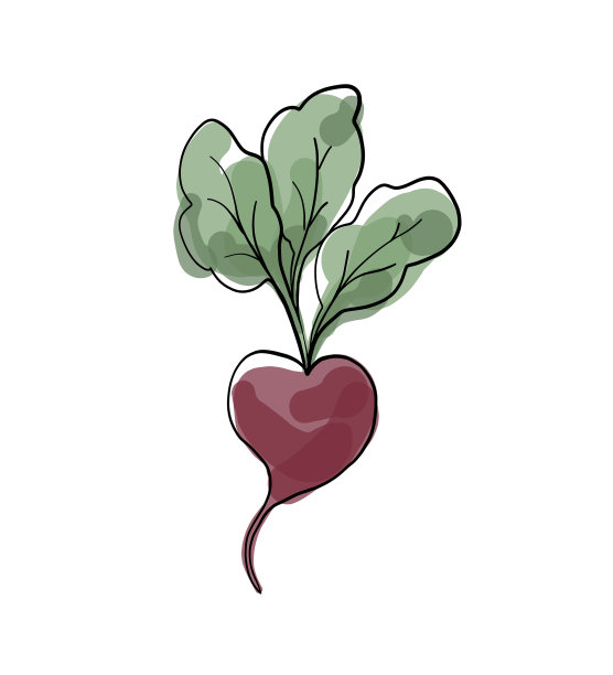 新鲜甜菜叶图片下载