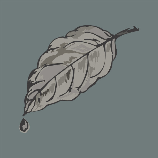 有水滴的叶子图片下载