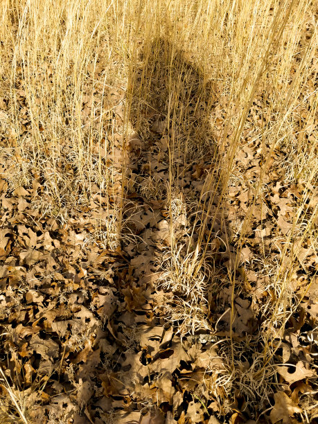 傍晚田野里高高的金色野草图片下载