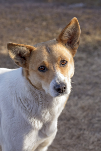 无家可归的狗特写图片下载