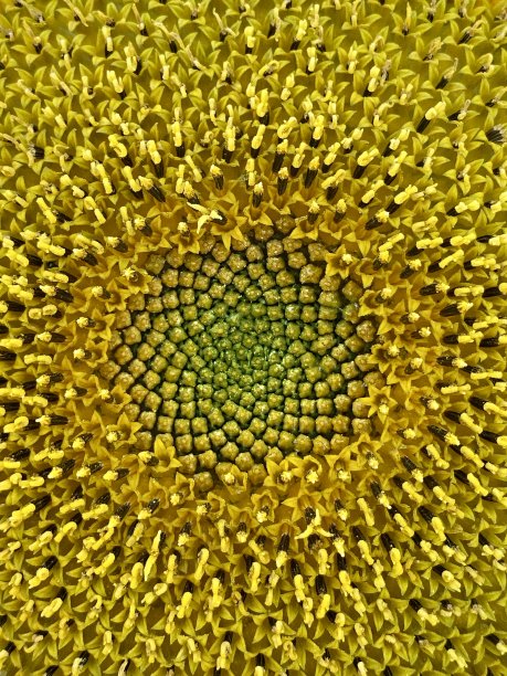 向日葵特写黄花详细图片下载