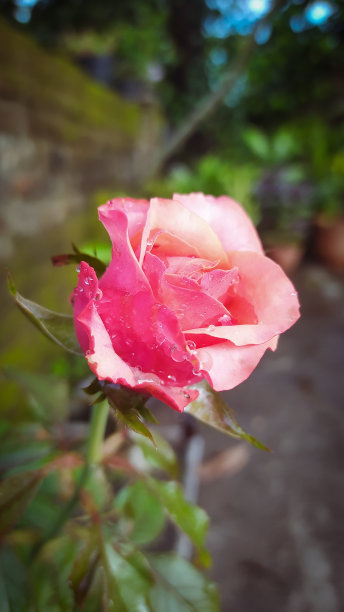 美丽的玫瑰图片下载