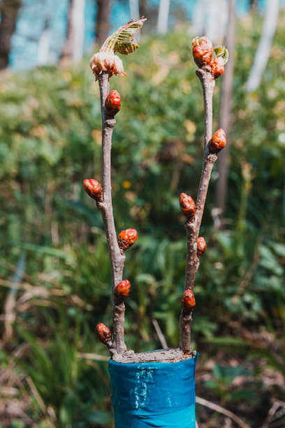 春天嫁接幼树，幼树发芽。图片下载