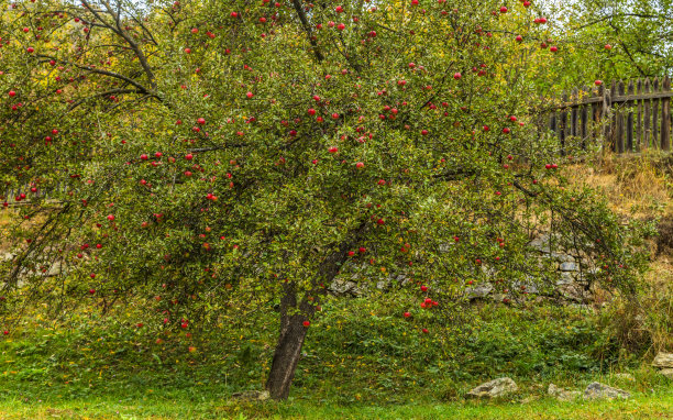 苹果的院子里图片下载