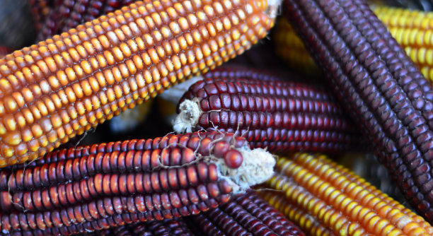 各种来源的小麦穗轴图片下载