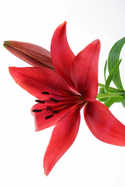 白色背景上的红百合。图片下载