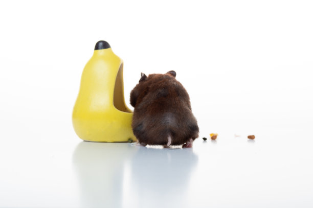 仓鼠的后视图。家仓鼠的尾巴。仓鼠在白色的熔炉上。图片下载